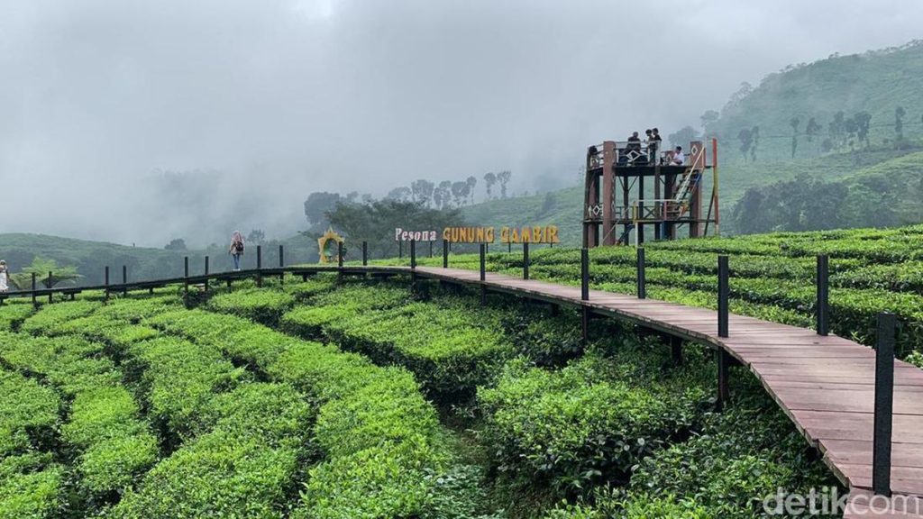 Kebun Teh Gunung Gambir